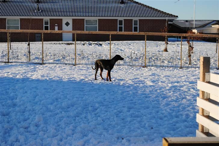 Dobermann Sitta billede 8