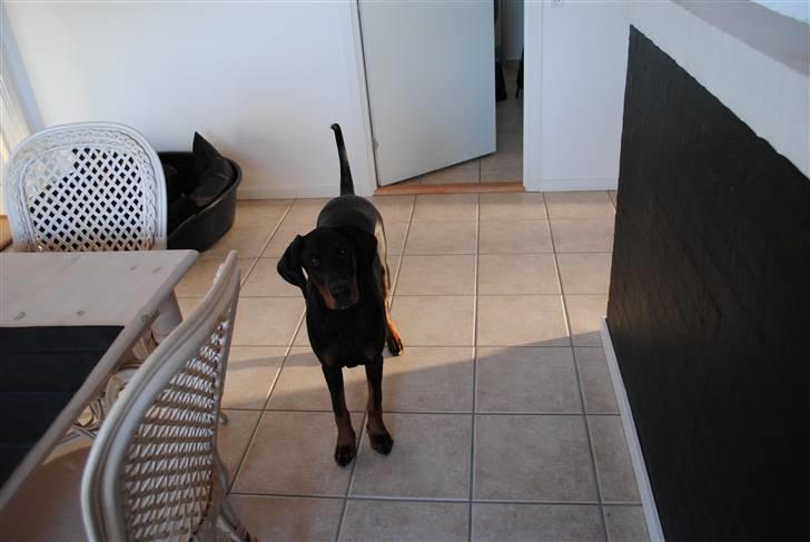 Dobermann Sitta billede 9