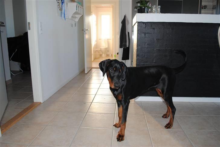 Dobermann Sitta billede 10