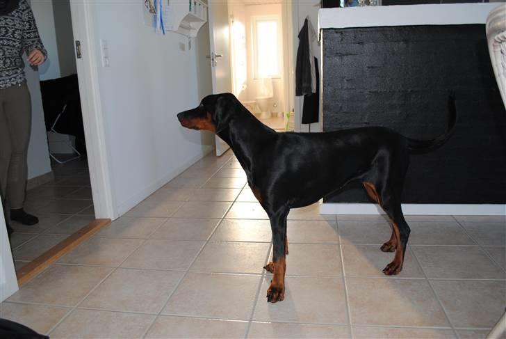 Dobermann Sitta billede 11
