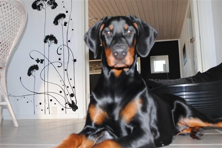 Dobermann Sitta billede 13