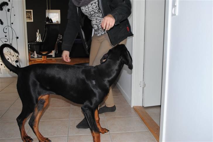 Dobermann Sitta billede 14