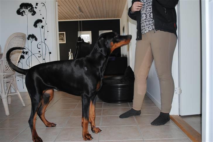Dobermann Sitta billede 15