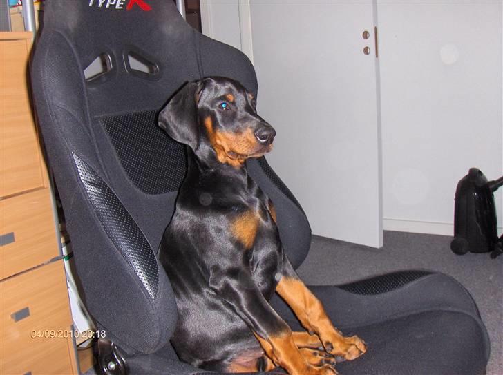 Dobermann Sitta - 11 uger billede 16