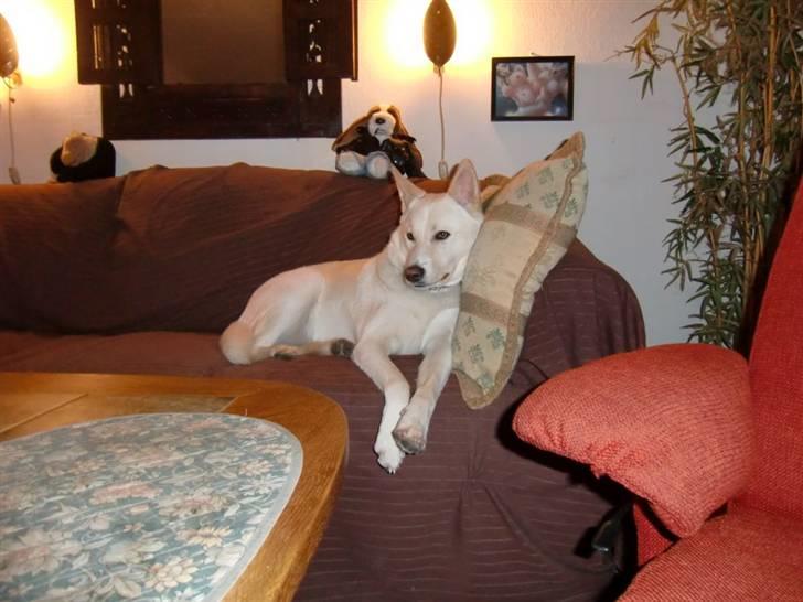 Amerikansk staffordshire terrier tori - min nye hund Nanok der er en canaan dog  billede 4