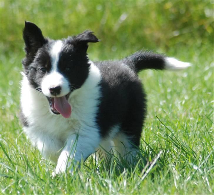 Border collie Bodha billede 1