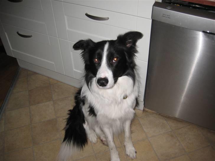 Border collie Bodha billede 3