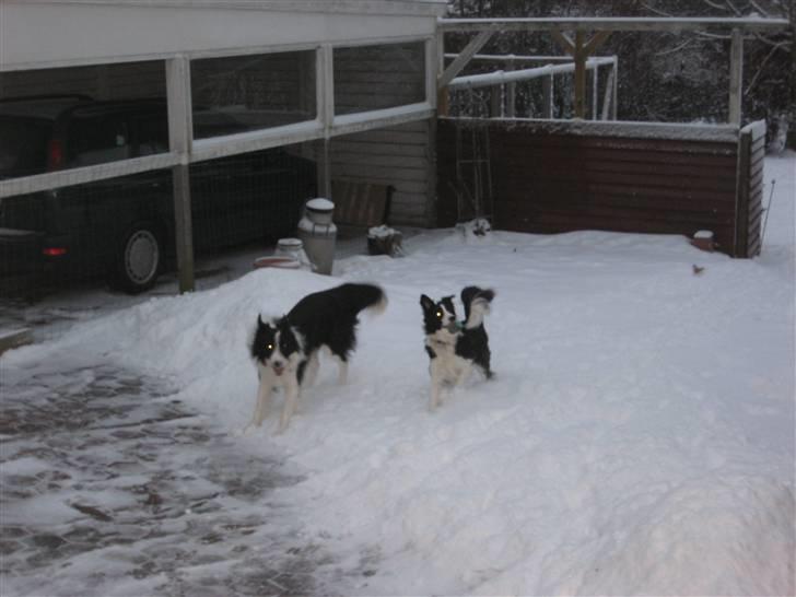 Border collie Bodha billede 4