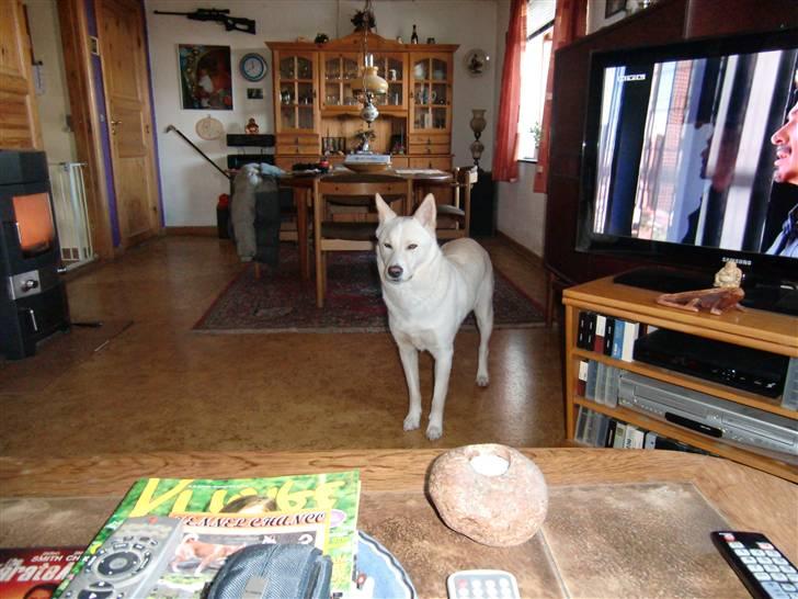 Amerikansk staffordshire terrier tori - lige hjemkommet den 10/120011 billede 5