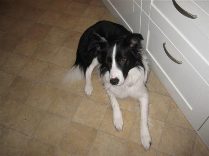 Border collie Bodha billede 5