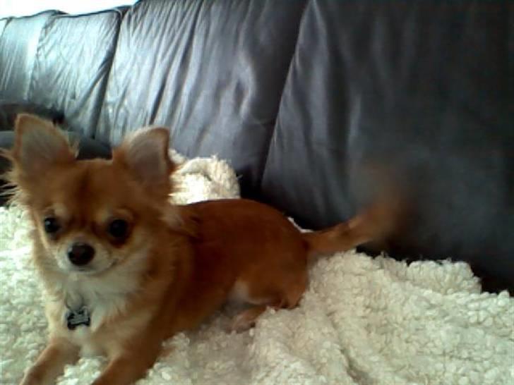 Chihuahua ricco (pinto sukkerpels) - er jeg ikke fin? billede 6