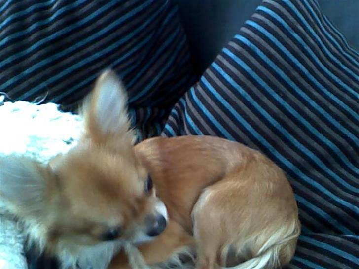 Chihuahua ricco (pinto sukkerpels) billede 11