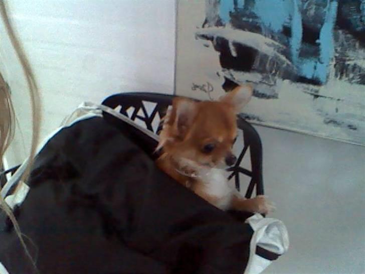 Chihuahua ricco (pinto sukkerpels) billede 9