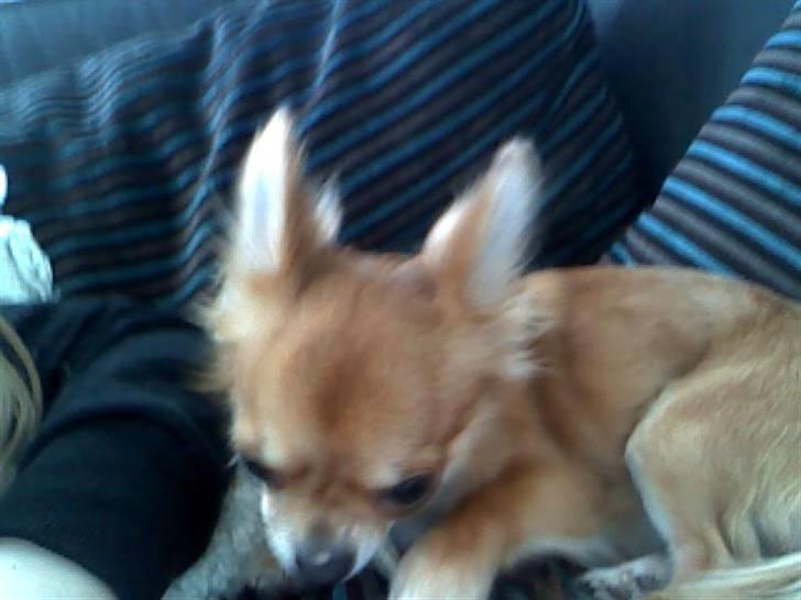 Chihuahua ricco (pinto sukkerpels) billede 10