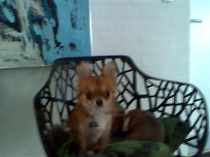 Chihuahua ricco (pinto sukkerpels) billede 8