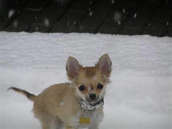 Chihuahua Shayla - den første sne vinteren 05/06 billede 9