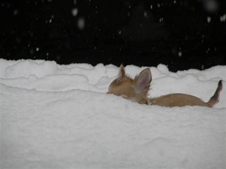 Chihuahua Shayla - MOAAAAAAAARRRRR hvor EEEEEEEEEEERRRR DUUUUUUUUUUUUUUUUUUUUUUUU billede 10