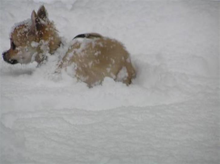Chihuahua Shayla - ej jeg er smuttet... det er sgu for koldt billede 11