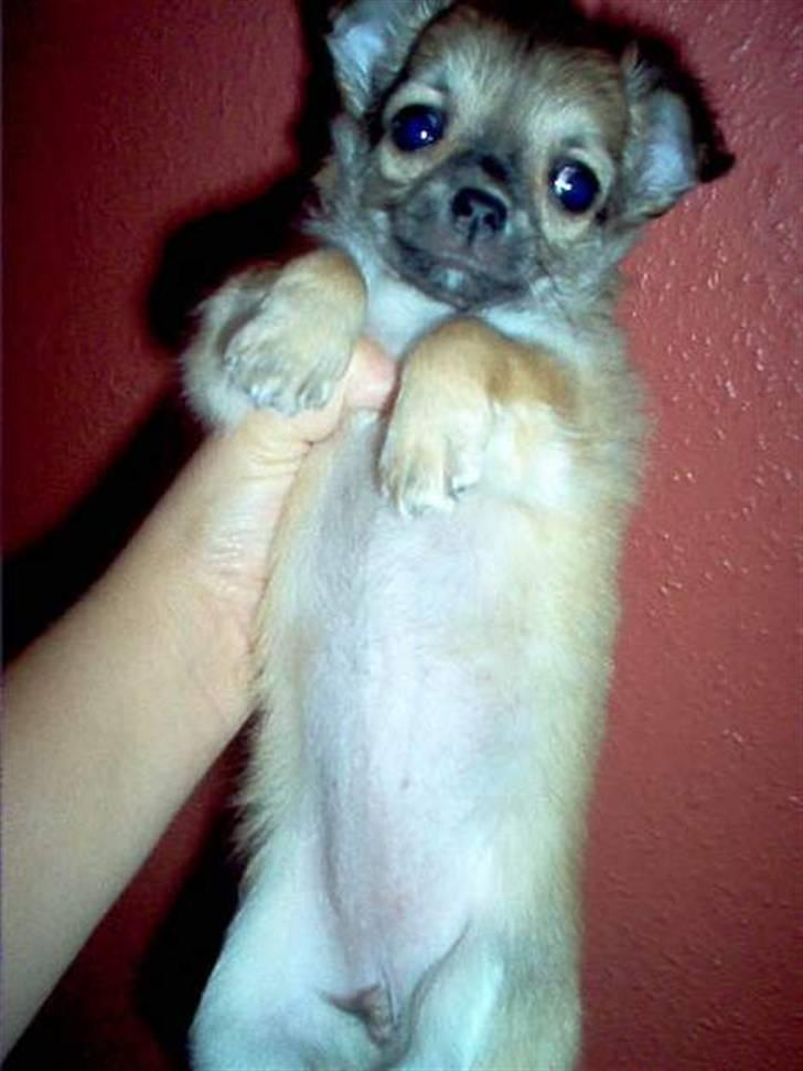 Chihuahua Shayla - lille bitte baby på 7 uger billede 12