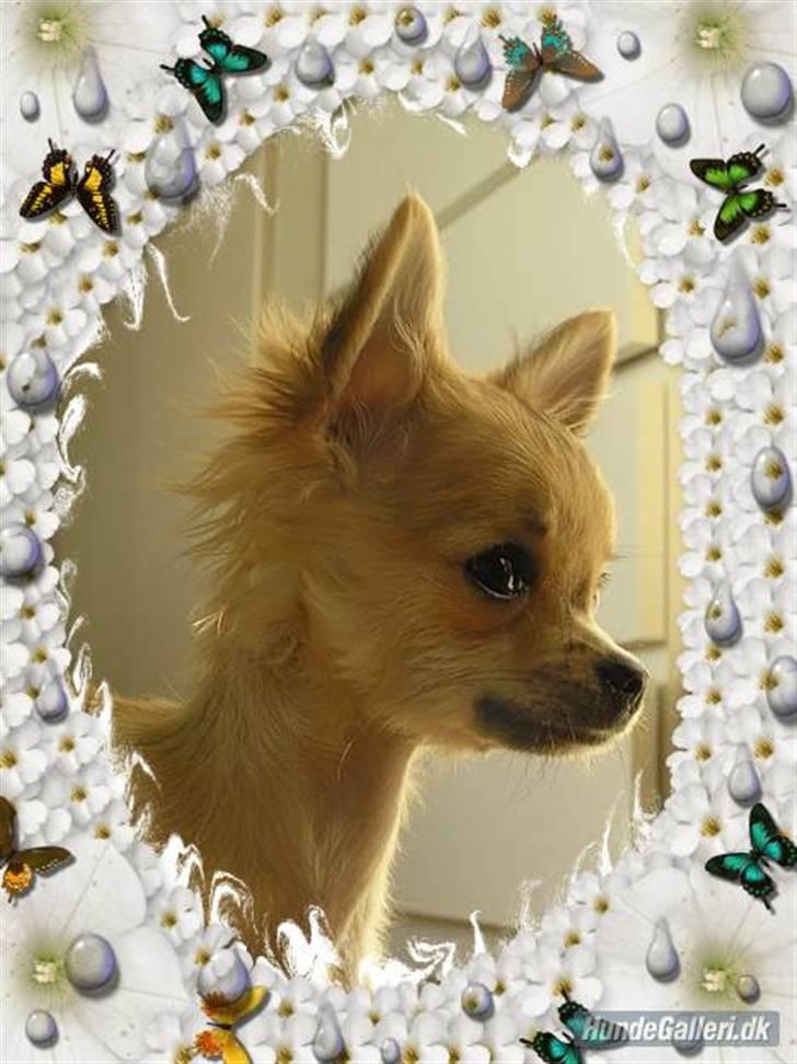 Chihuahua Shayla billede 13