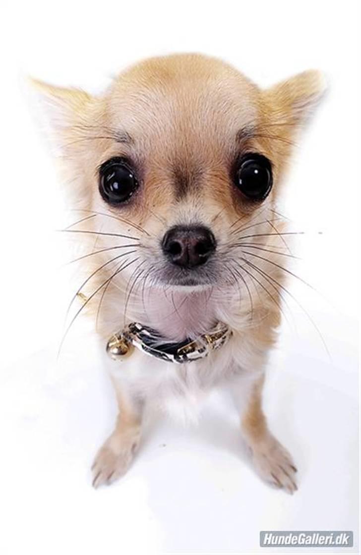 Chihuahua Shayla billede 14