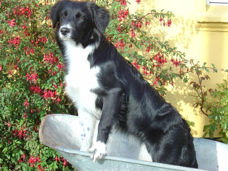 Blanding af racer Nuga billede 20