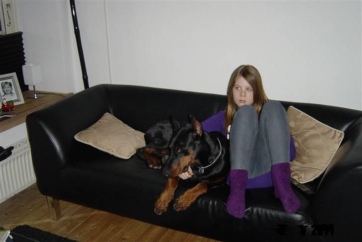 Dobermann Nadal di altobello(DINO) billede 8