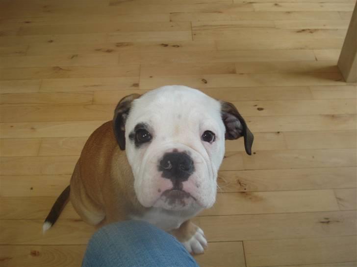 Olde english bulldogge Pirata billede 1