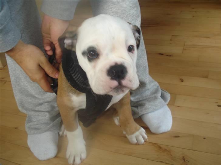 Olde english bulldogge Pirata billede 2