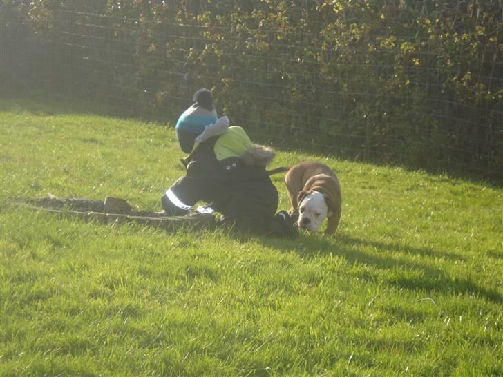 Olde english bulldogge Pirata billede 3