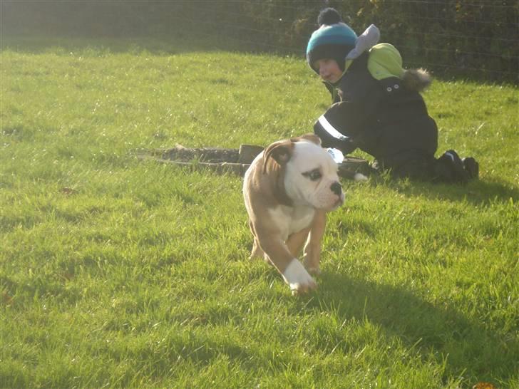 Olde english bulldogge Pirata billede 4