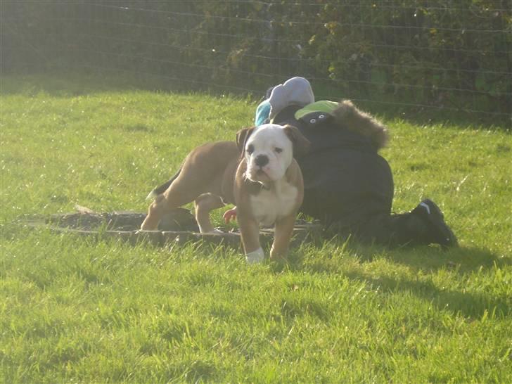 Olde english bulldogge Pirata billede 5