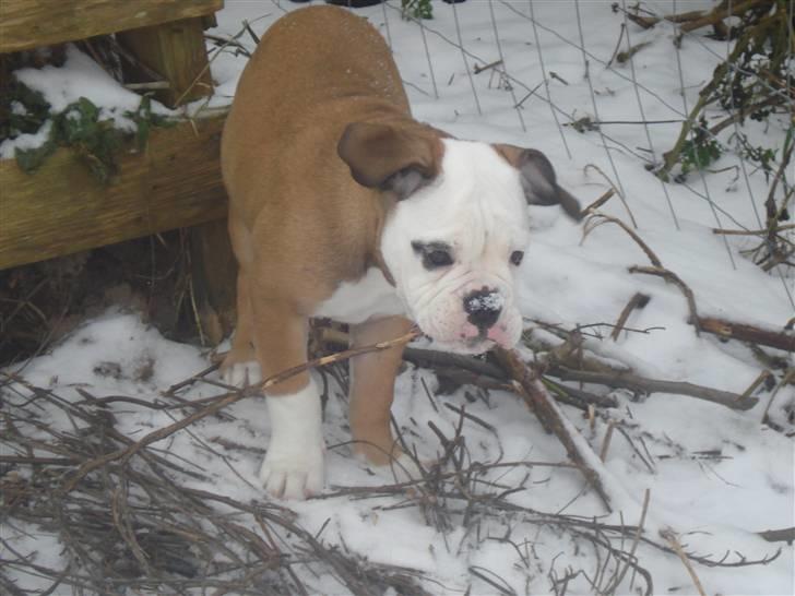 Olde english bulldogge Pirata billede 6
