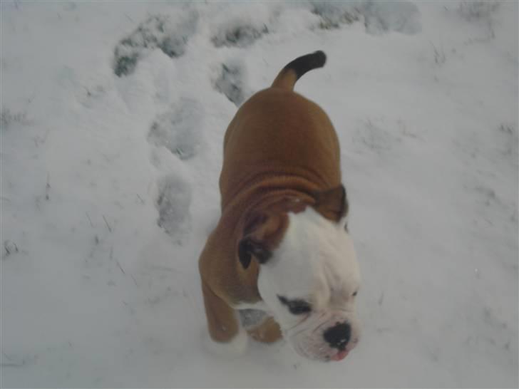 Olde english bulldogge Pirata billede 7