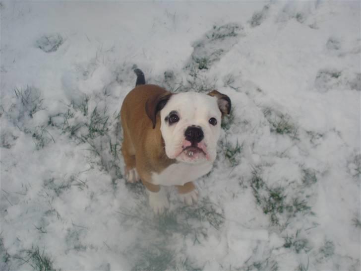 Olde english bulldogge Pirata billede 8
