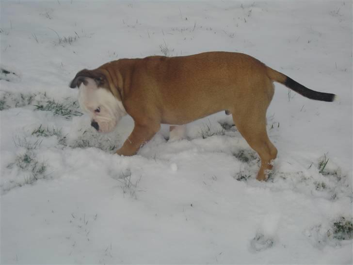 Olde english bulldogge Pirata billede 9