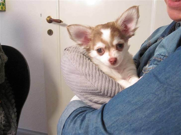 Chihuahua Romeo - Hey...sidder lige oppe hos min "Mor" hvor der er trygt og godt c",) billede 1