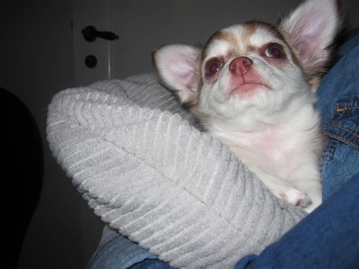 Chihuahua Romeo billede 2