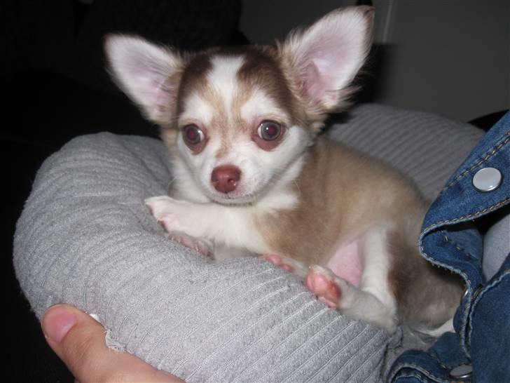 Chihuahua Romeo billede 3