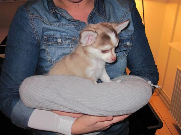 Chihuahua Romeo billede 4