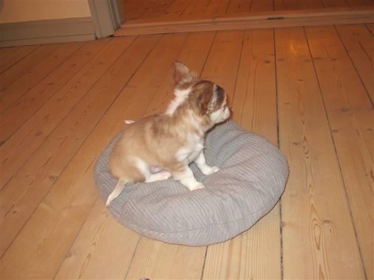 Chihuahua Romeo - Jeg vil meget hellere være på min yndlingspude end lege på det glatte gulv. billede 5