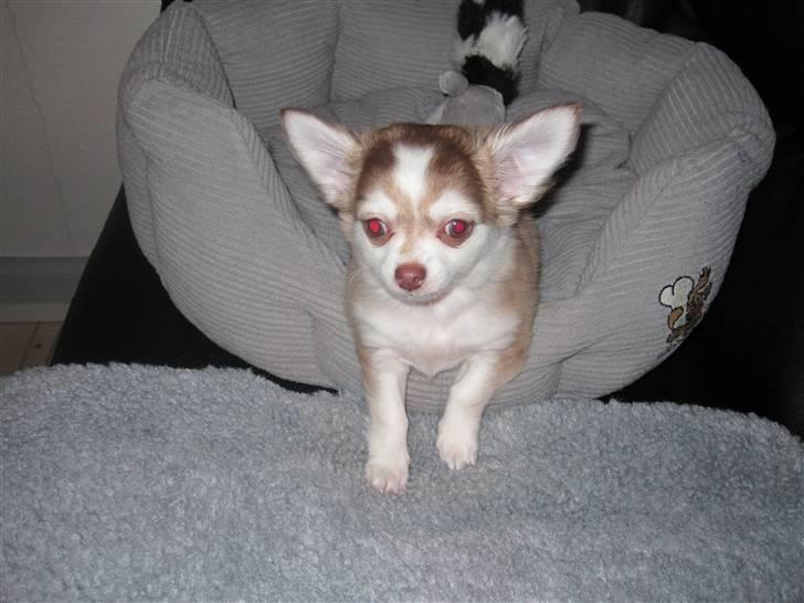 Chihuahua Romeo billede 6