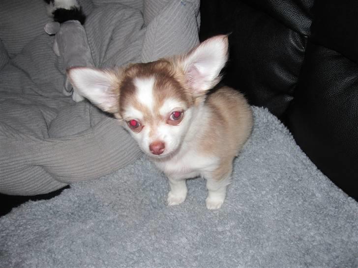 Chihuahua Romeo - Jeg har stadig lidt store øre hehe c",) billede 7