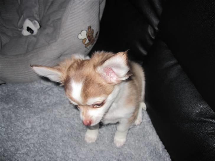 Chihuahua Romeo billede 8