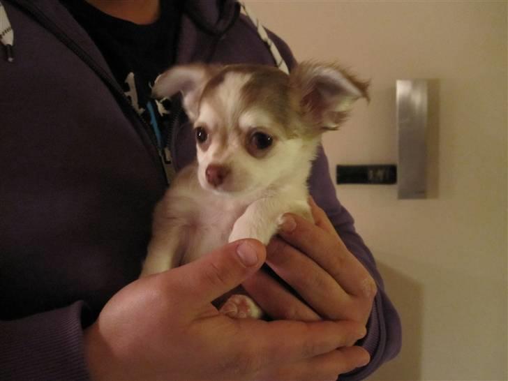 Chihuahua Romeo - Sidder oppe ved min "Far"...her er jeg 7 uger gammel. billede 9