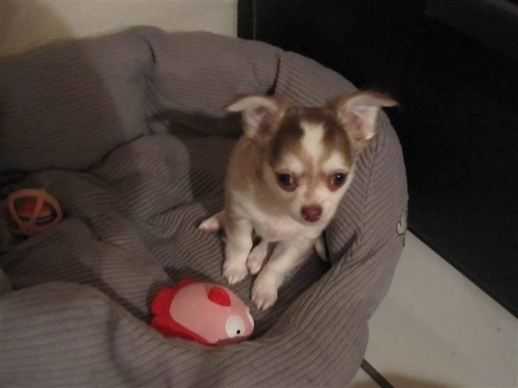 Chihuahua Romeo - Mig og min lyserøde yndlingsfisk. billede 10