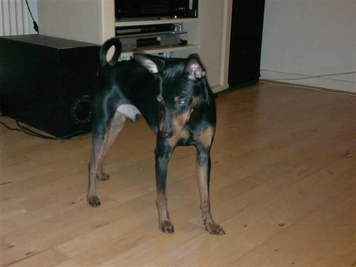 Dvaergpinscher Rafforzare billede 14
