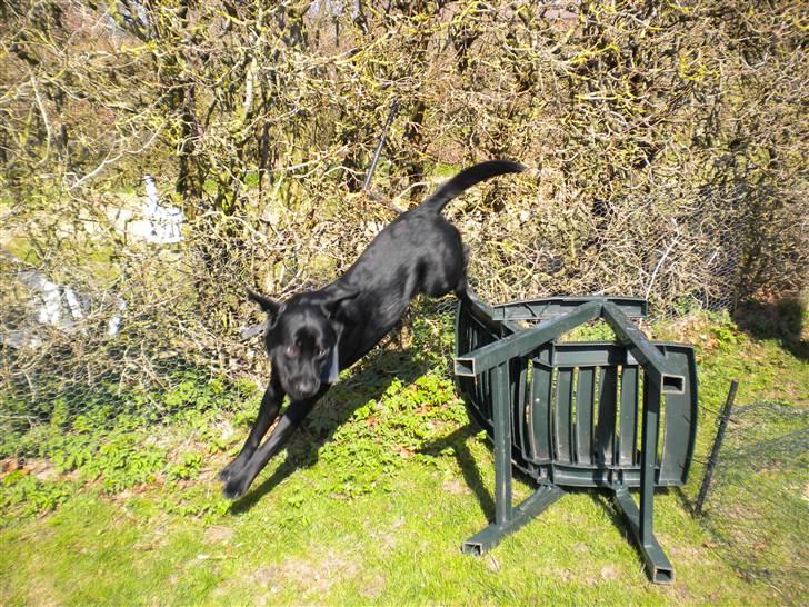 Labrador retriever Balou billede 12