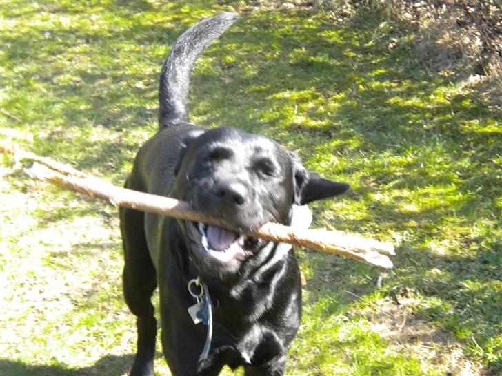 Labrador retriever Balou billede 13