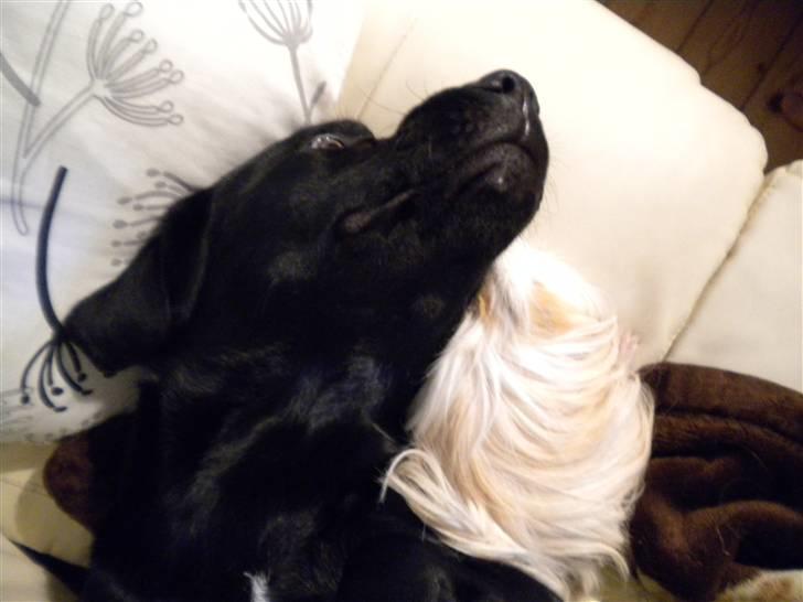 Labrador retriever Balou billede 15